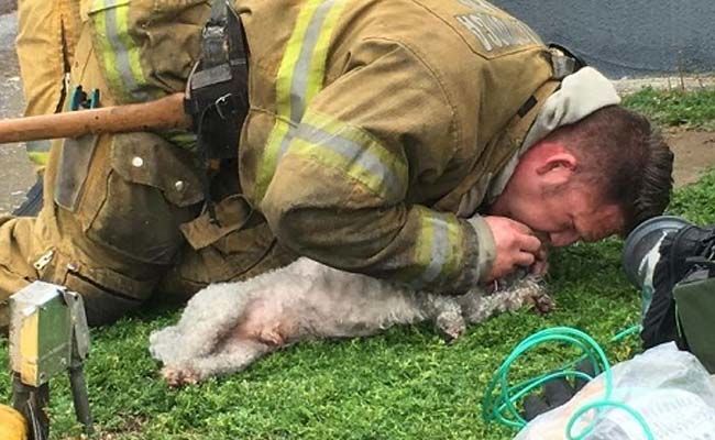 Lính cứu hỏa hô hấp nhân tạo cứu chú chó đang nguy kịch khiến triệu người 'không kiềm được nước mắt'
