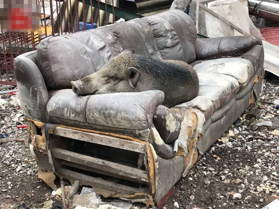 Mua heo vỗ béo để tết liên hoan tất niên, gia đình quyết giữ lại làm “thú cưng” vì quá dễ thương