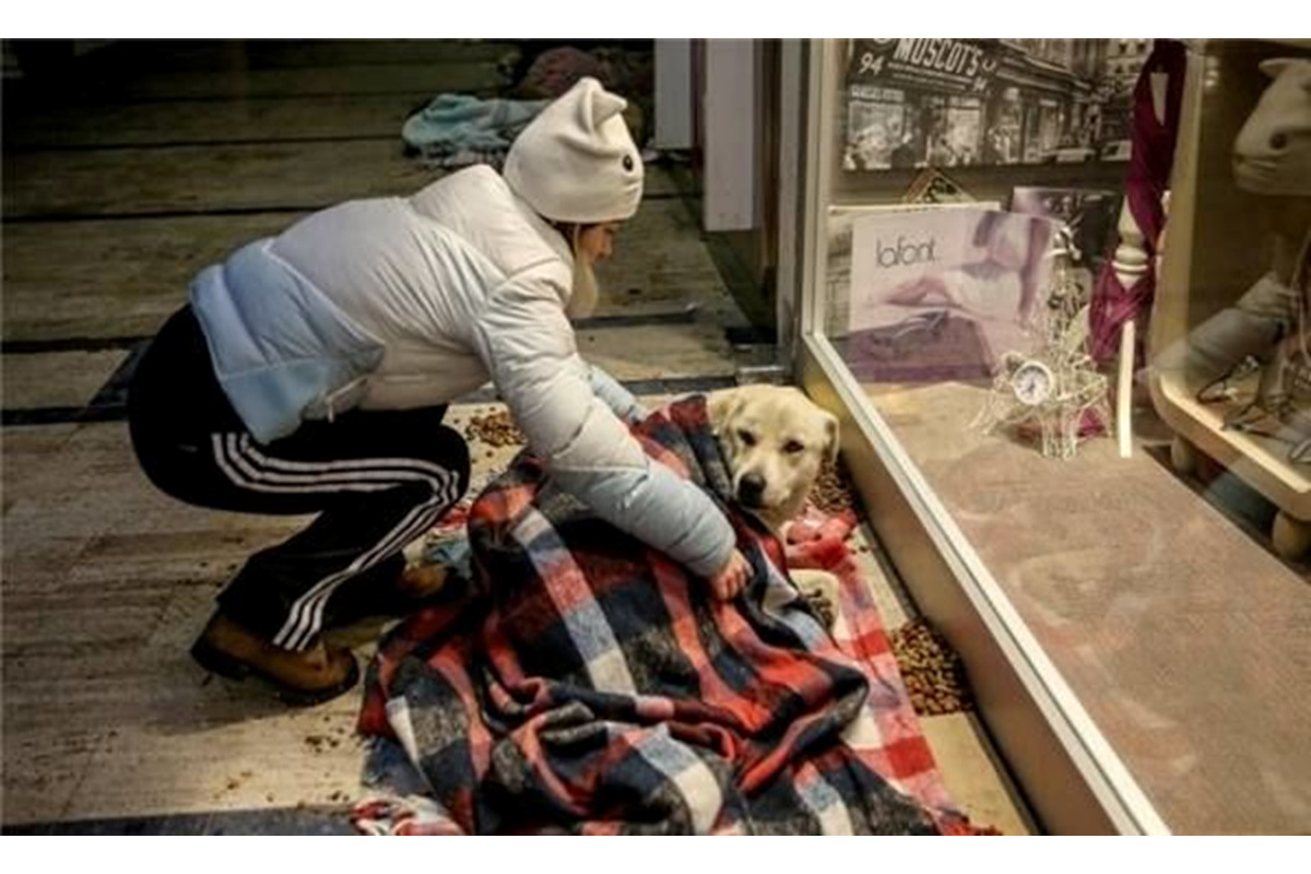 A Night of Compassion: Stray Dogs Find Hope in the Heart of Istanbul’s Snowstorm Ấm lòng khi thấy những chú chó mèo bị bỏ rơi được chăm sóc kỹ đến thế này
