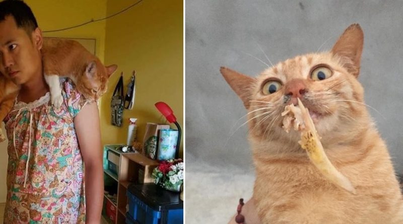 Vì mèo không thích đàn ông, “Thiếu nữ váy hoa” bất đắc dĩ ra đời