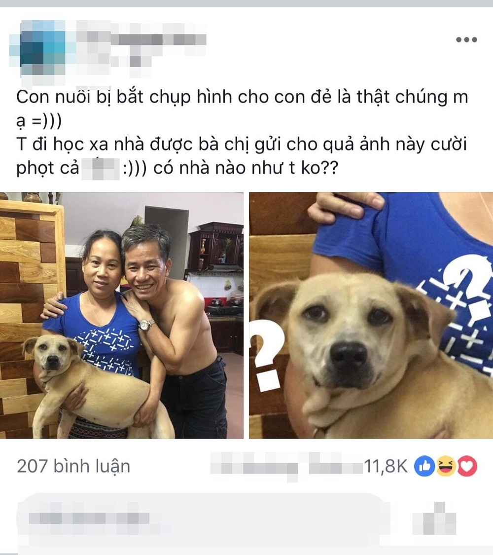 Thanh niên khiến CĐM cười "sái quai hàm" với bức hình bố mẹ chụp chung với chó cưng như “con đẻ”