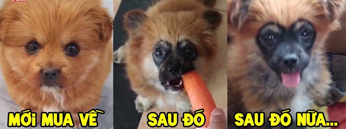 Chú cún con và cuộc "lột xác ngoạn mục" tới khó tin