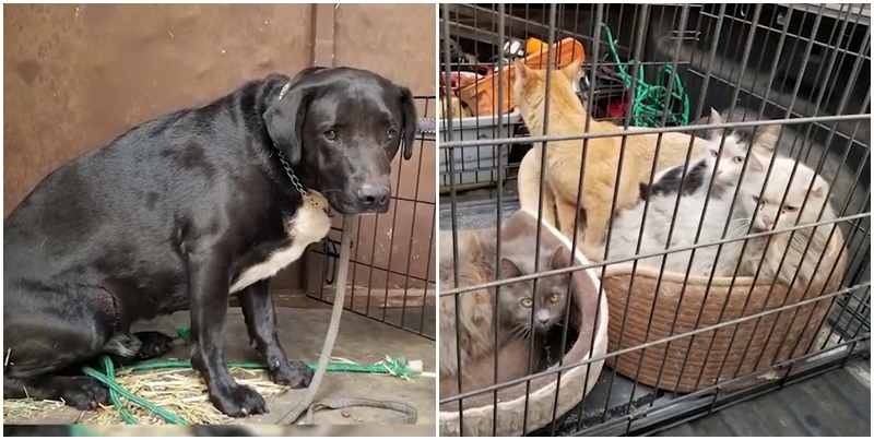 Đàn chó bị bỏ rơi mừng rỡ được ân nhân cưu mang sau thảm họa cháy rừng California, Mỹ