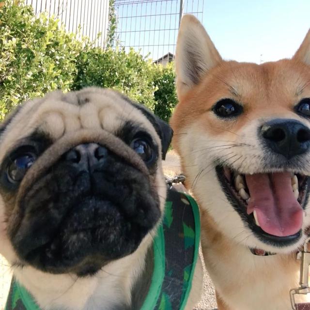 Cộng đồng mạng tan chảy với sự khắng khít của 2 chú chó siêu đáng yêu, F.A nên thấy tủi thân đi là vừa