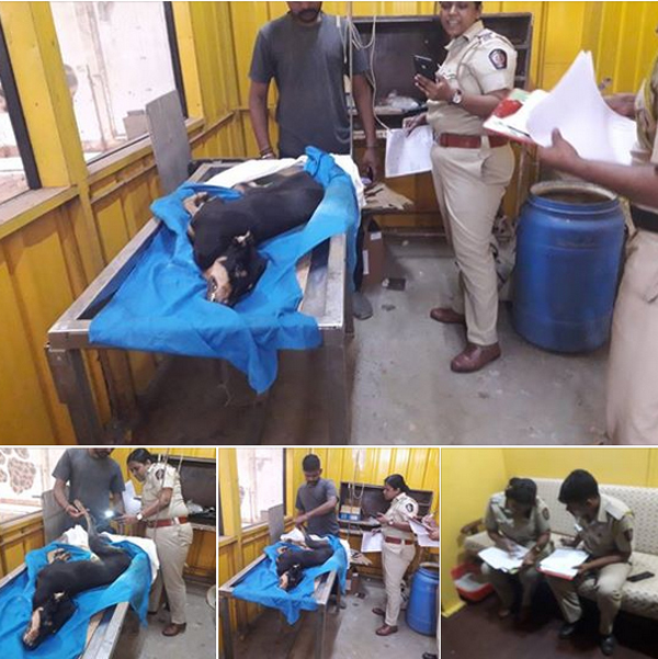 Phẫn nộ hình ảnh chú chó đã chết sau khi bị trói, hiếp dâm tập thể bởi 4 người đàn ông ở Ấn Độ