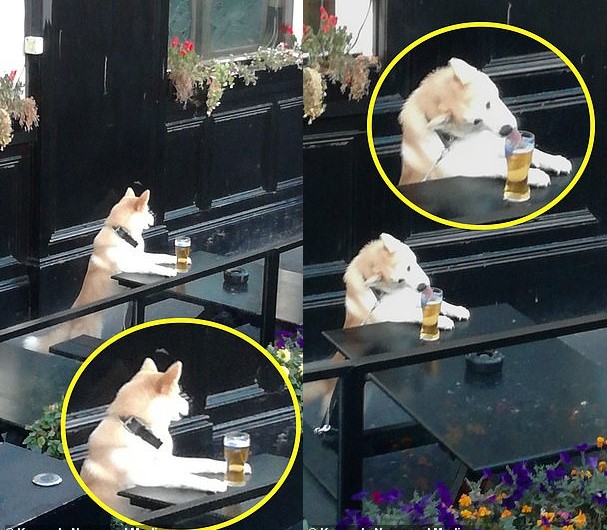 Uống trộm bia "đỉnh cao" như chú cún Shiba: Liếc ngang liếc dọc mãi mới chịu hành động