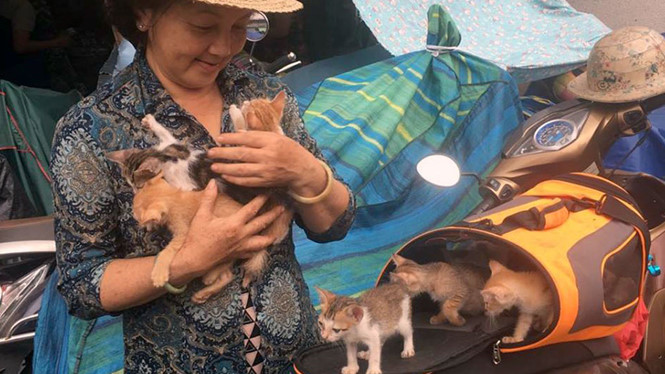 Bốn phụ nữ làm osin, lượm ve chai ở Sài Gòn giải cứu hơn 10.000 con mèo