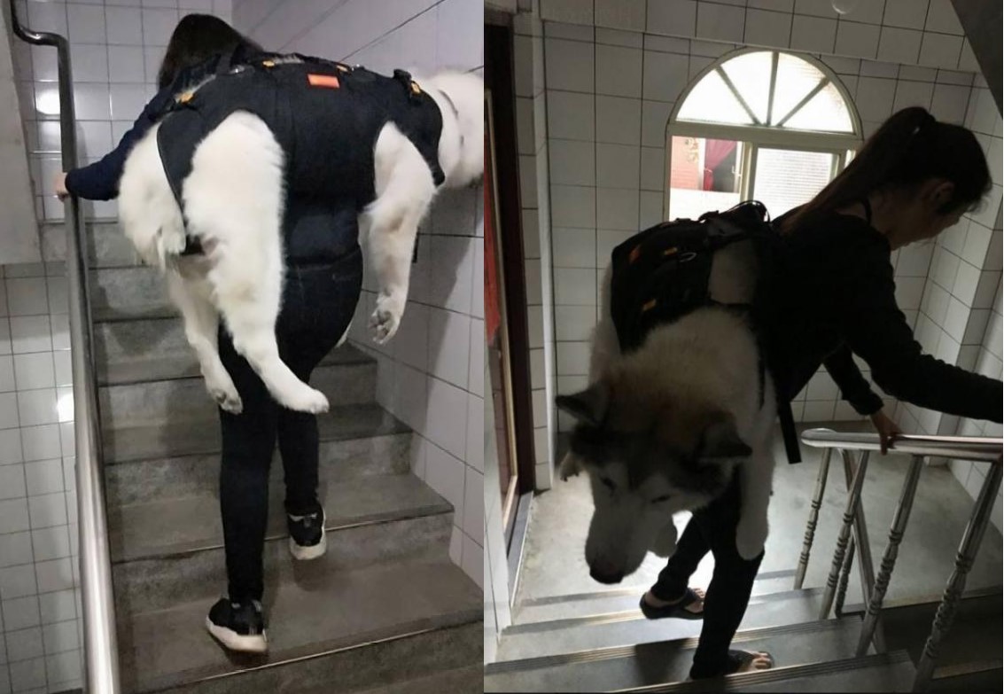 Cô gái cõng chó cưng 32kg bị viêm khớp lên xuống 5 tầng lầu: 'Chỉ cần em khoẻ, chị nguyện lòng làm tất cả'