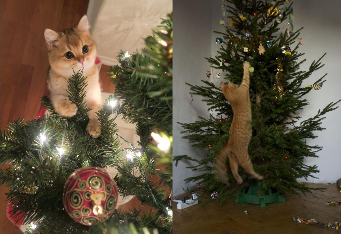 Cây thông nửa thân lá sẽ vô hiệu hoá mọi ước mơ quậy phá của lũ mèo trong mùa Giáng Sinh
