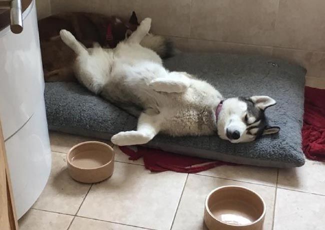 Buồn buồn rủ Husky đi nhậu và cái kết 'đắng'