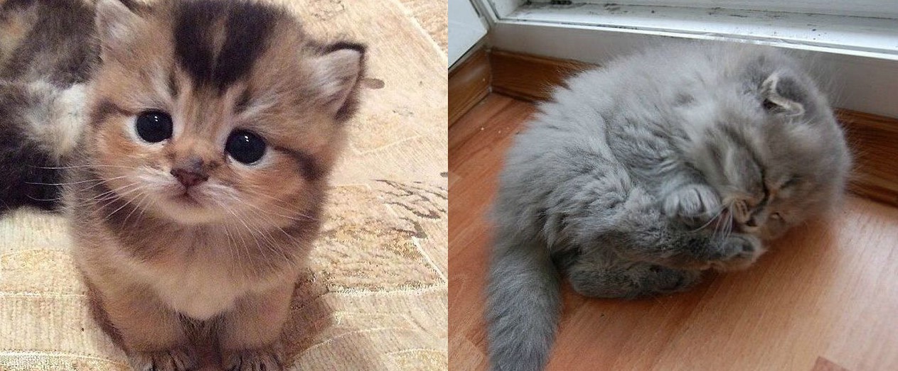 Không con nghi ngờ gì nữa, đây chắc chắn là giống loài 'dễ thương nhất quả đất'