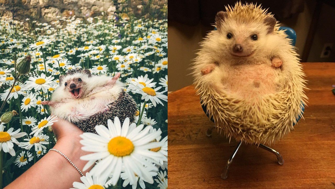 Ai như Boss nhím, đầy gai góc thế mà vẫn cưng hết biết!