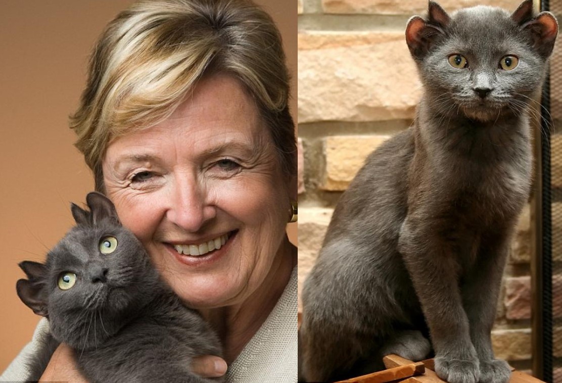 Từng bị bỏ rơi, chú mèo Yoda 4 tai nay lại trở thành hiện tượng MXH