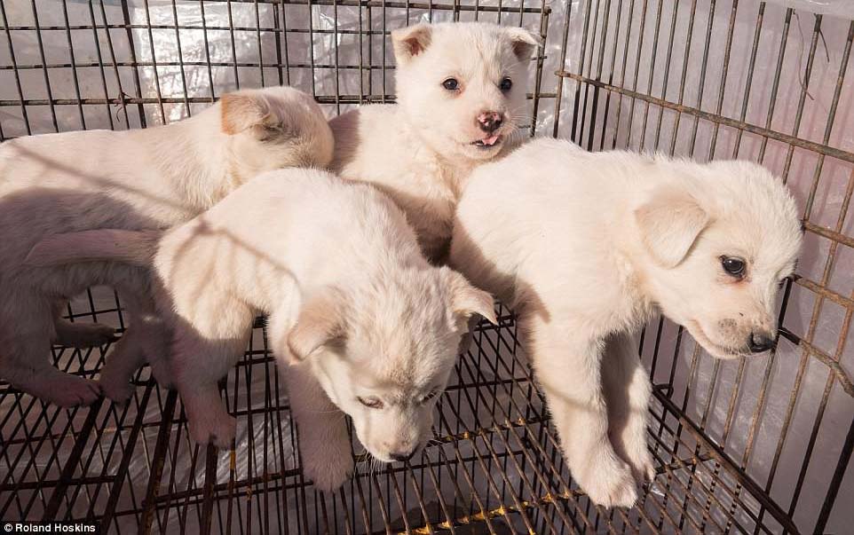 Tại Hàn Quốc chó làm thịt đang khốn khổ vì bầy bán công khai khiến người khác đau lòng
