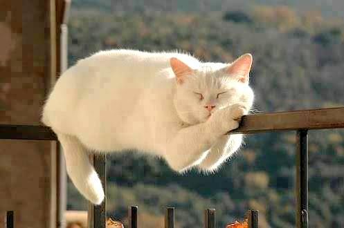 Những bí mật 'động trời' của loài mèo không phải ai cũng biết, #5 khó để tin