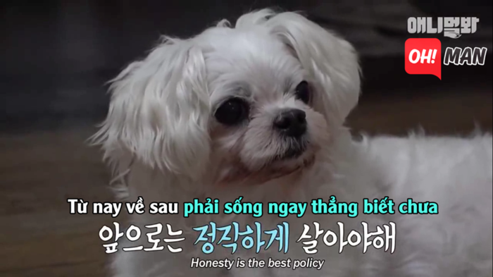 Chết cười bé cún 'diễn sâu', giả vờ mắc bệnh hiểm nghèo để được chủ dẫn đi chơi