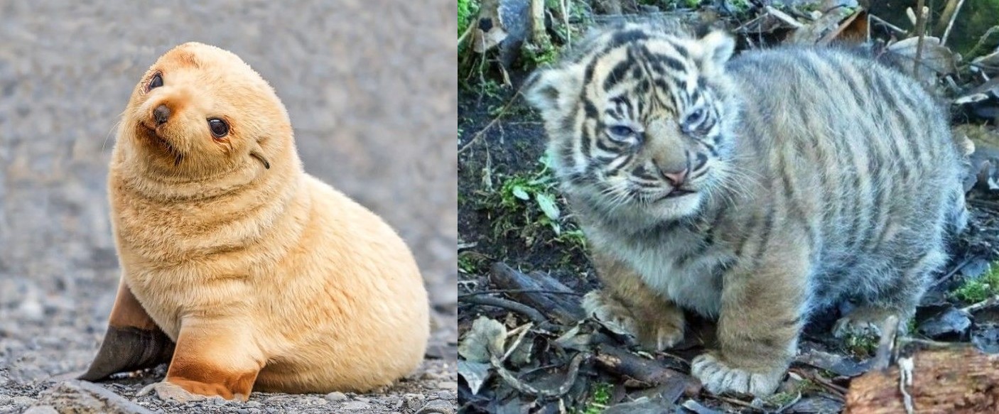 Những khoảnh khắc đáng yêu này thôi đã đủ khiến trái tim 'lạnh giá' nhất cũng phải tan chảy!