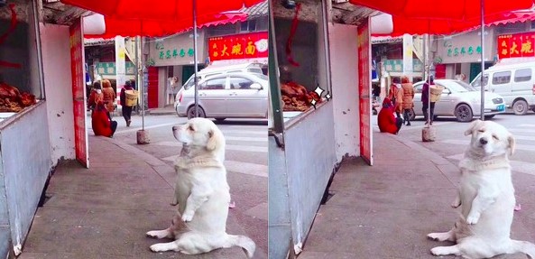 Chú chó béo với chân tay ngắn cũn cỡi ngồi bệt làm nũng xin ăn khiến ai cũng phải bật cười