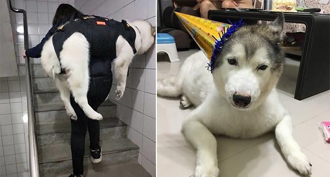 Chú chó Momo nặng 32kg ngày nào cũng được cõng lên xuống cầu thang và sự thật