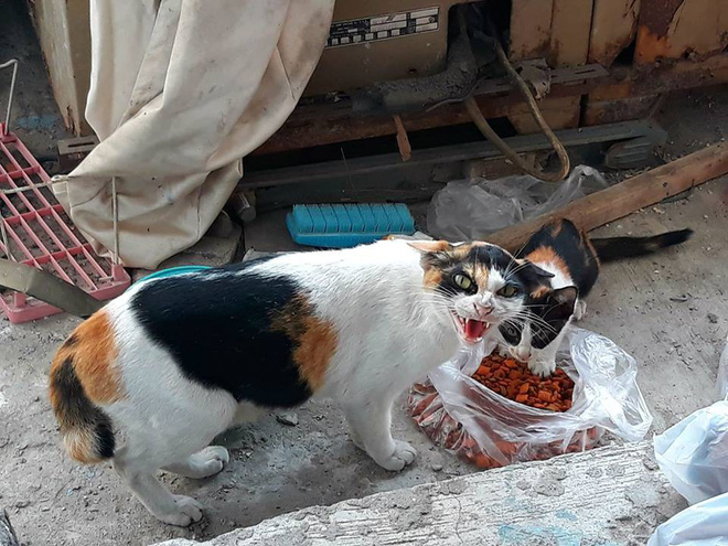Ấm lòng trước biểu cảm đáng yêu của mèo mẹ khi được người khác mua đồ ăn cho