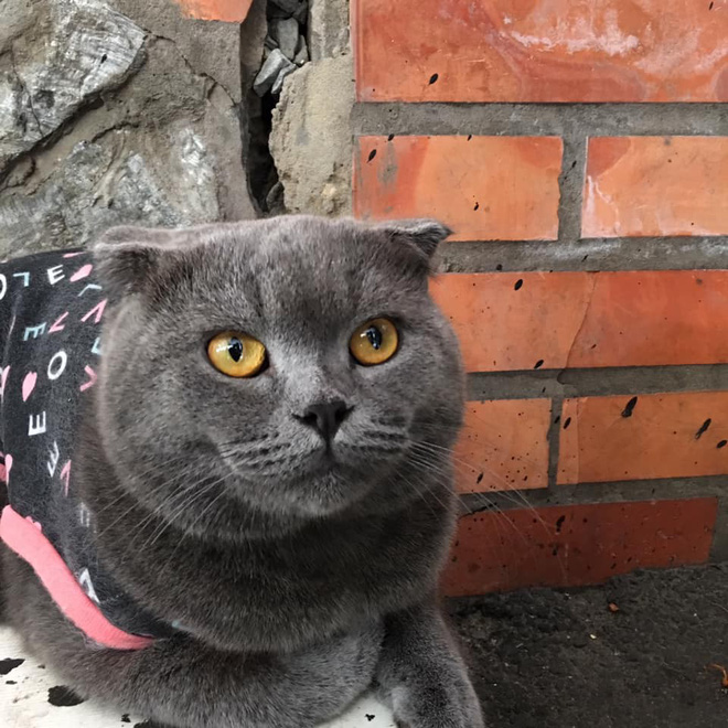 Bị cộng đồng Hutech truy tìm vì ôm mèo của chủ quán nước về nhà, nam sinh giải thích: “Tưởng mèo hoang nên đem về rồi tìm chủ trả lại