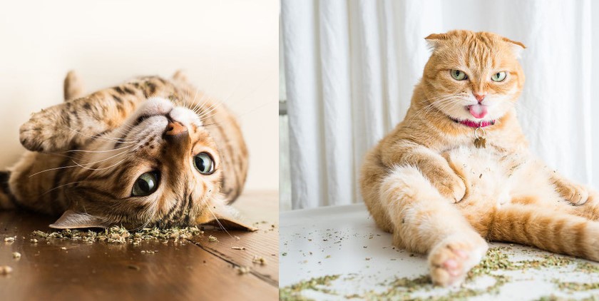 Chàng nhiếp ảnh gia bắt trọn khoảnh khắc những chú mèo "phê cỏ" bạc hà siêu bá đạo