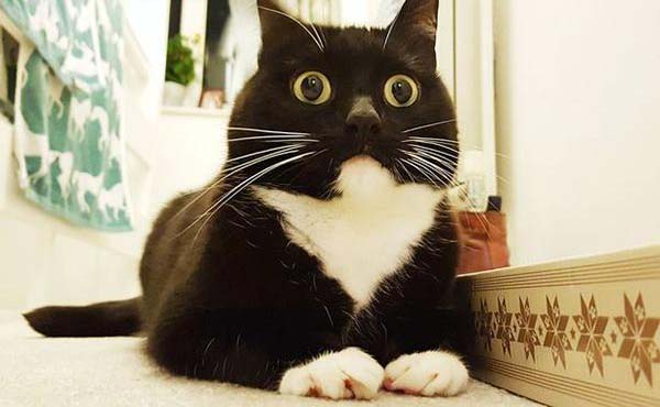 Chú mèo gây bão MXH vì hình tượng tròn xoe mắt ‘vạn năm bất biến’