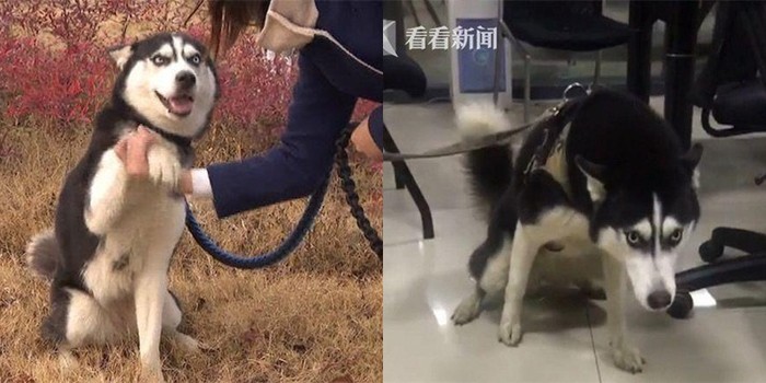 Vội đăng tìm chủ thất lạc cho chó lạc vì anh cảnh sát không đủ cơm gạo tiếp tế