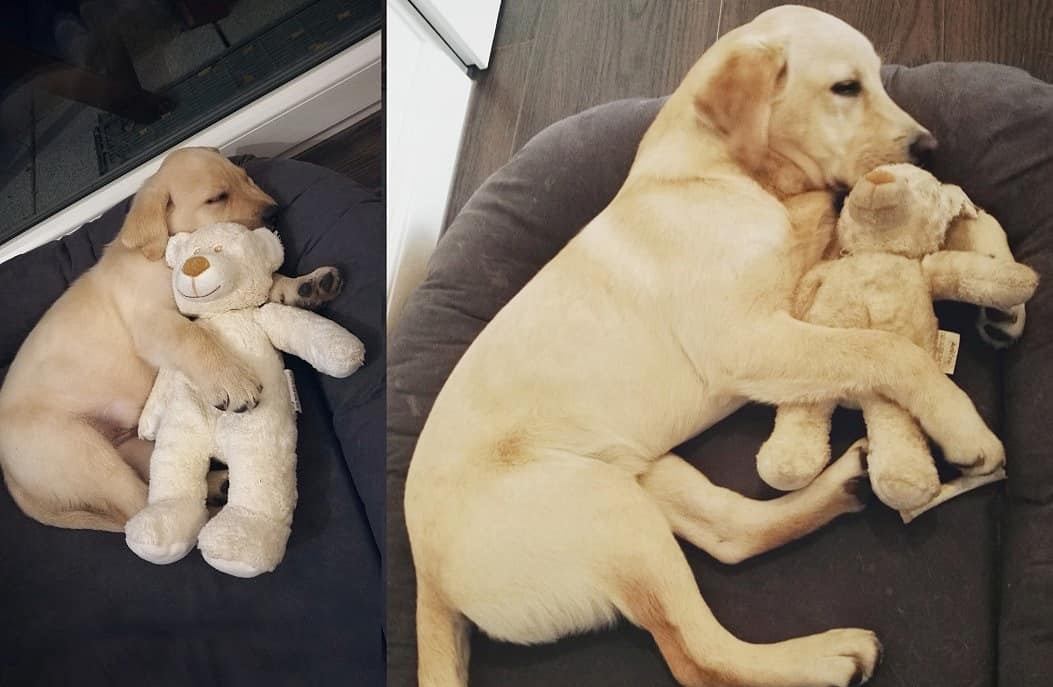 Khi các em bé cún nhỏ xinh đáng yêu bỗng lớn nhanh như... Thánh Gióng