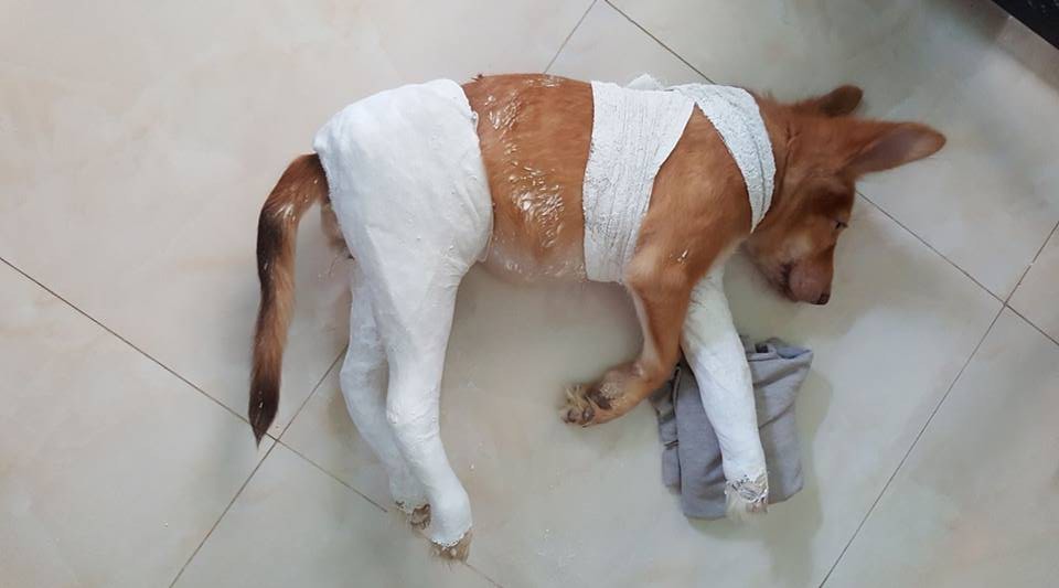 Thánh nhọ là đây chứ đâu, ai đời đi đi toa- let cũng gãy chân đúng là có 1-0-2