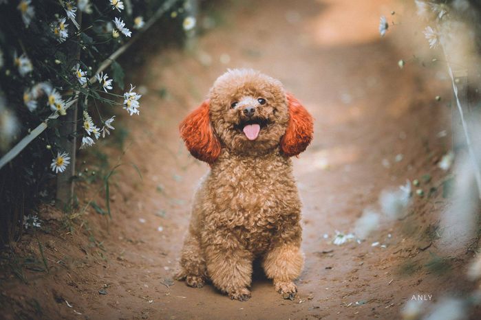 'Mùa giải' cúc họa mi: Chú chó Poodle 'dẹp tan' mọi đối thủ vì quá đáng yêu