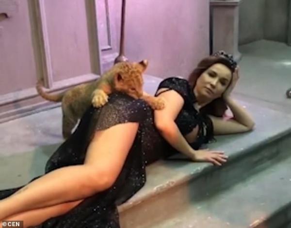 Buồn cười chú sư tử con tinh nghịch... cắn mông người mẫu khi chụp ảnh