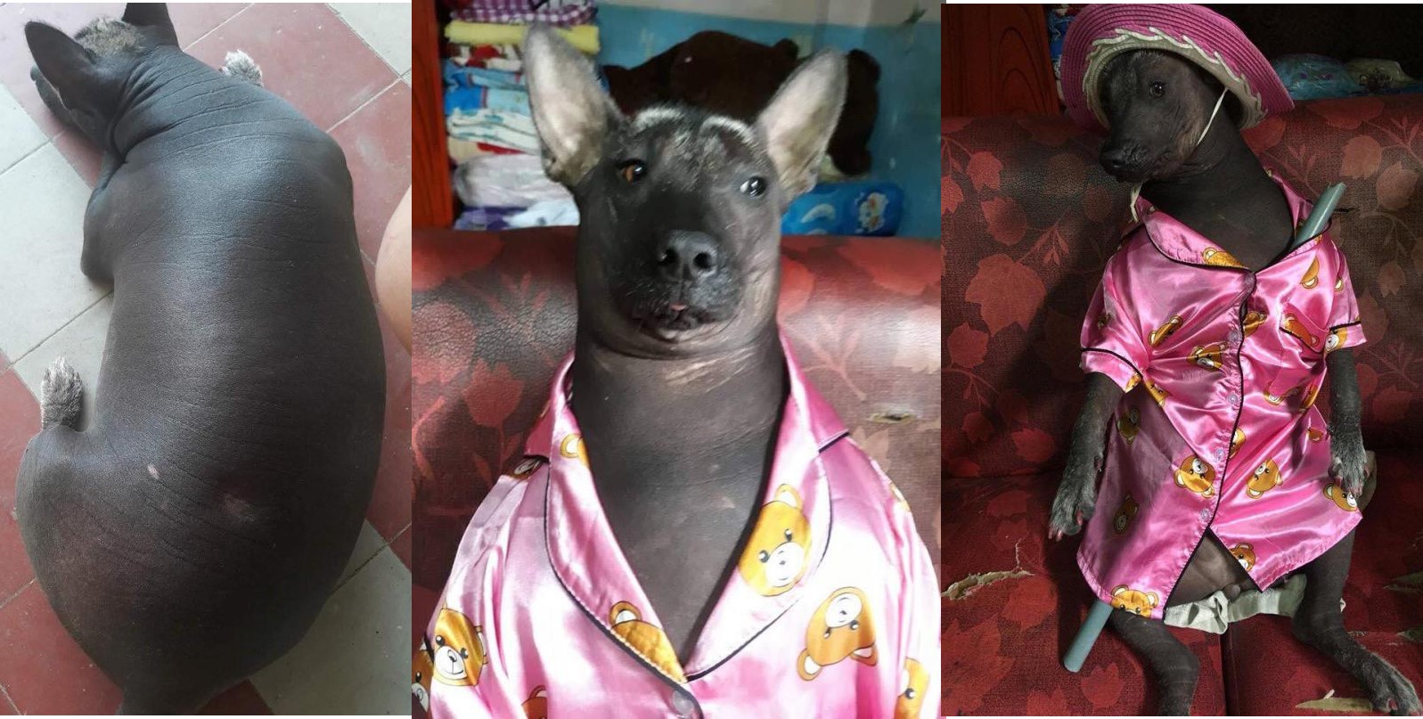 'Boss' bị 'sen' bắt mặc đồ ngủ rêu rao khắp nơi, cộng đồng mạng thắc mắc: Là chó hay heo?