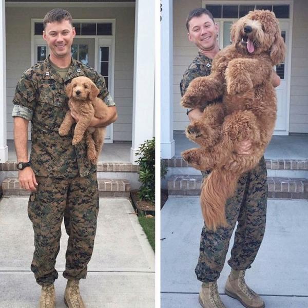 Cận cảnh sự biến hóa siêu nhanh lẹ của những chú chó, lớn nhanh không thua kém gì Thánh Gióng