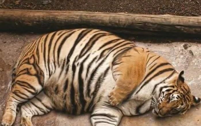 Nỗi lòng của các chú hổ béo phì: 'Có những ngày chỉ thở thôi cũng thấy mệt...'