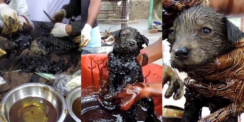 Ba sinh mạng nhỏ bị nhựa đường giữ chặt bởi hung thần hắc ín do sự tắc trách của công nhân