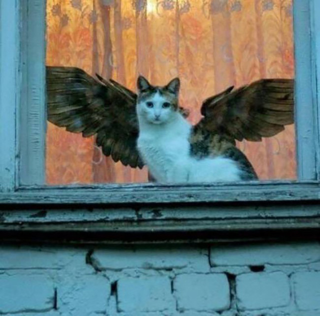 16 khoảnh khắc trông gà hóa cuốc khiến bạn phải dụi mắt chục lần mới nhìn ra được