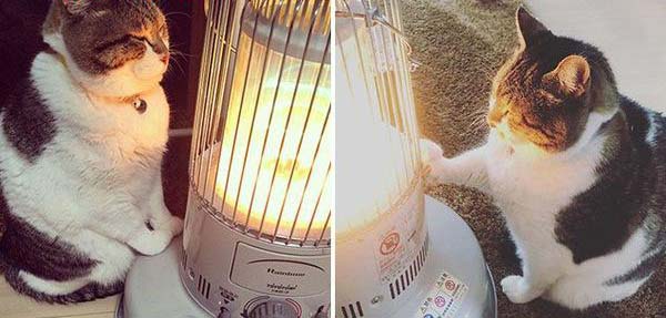 Gặp Busao - Chiếc mèo mập luôn giấu mình bên cạnh chiếc máy sưởi ấm áp mỗi khi gió lạnh ùa về