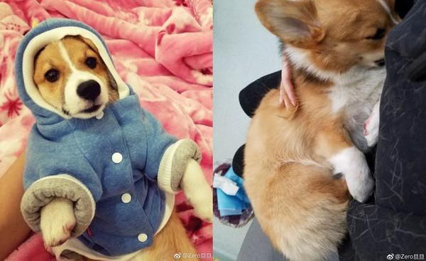 Người phụ nữ ác độc, đã giữ chó của người khác không chịu trả lại còn đẩy bé từ tầng 6 xuống đất