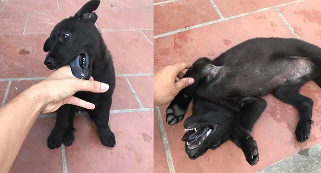 Con boss “tốn mực” nhất MXH: Đen xì từ chân đến đầu không chừa chỗ nào, kể cả lưỡi!