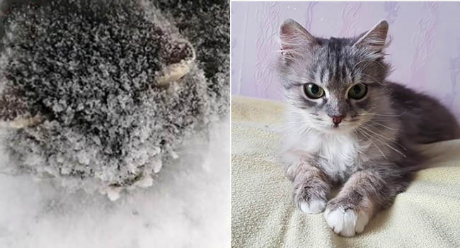 Phát hiện “cô bé bán diêm” gần đóng băng bên vệ đường và cái kết ấm áp sau đó