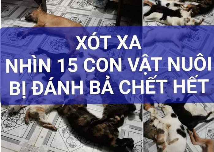Quá đau xót: Trở về nhà, cô gái bàng hoàng khi cả 15 con vật nuôi bị trúng bả cùng 1 lúc