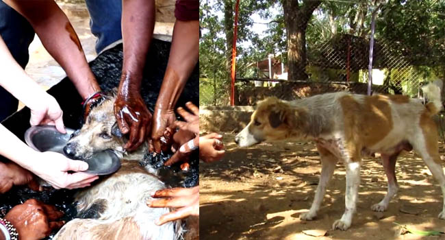 Miệt mài cứu chú chó bị hắc ín dính chặt chỉ biết nằm chờ chết