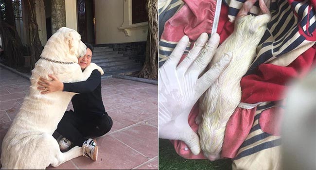 CĐM trầm trồ chiêm ngưỡng giống chó cỡ bự Alabai thuần chủng đầu tiên được sinh sản tại Việt Nam