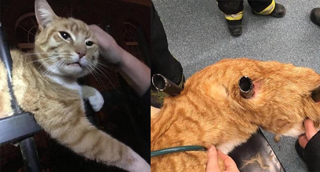 Chú mèo sống sót thần kỳ dù bị 3 thanh thép nhọn đâm qua người, và vẫn ngoan nằm chờ người tới cứu