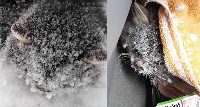 Anh phát hiện thứ màu đen bị đóng băng, mang về nhà liền cảm thấy hạnh phúc vì nhặt được ‘bảo bối’