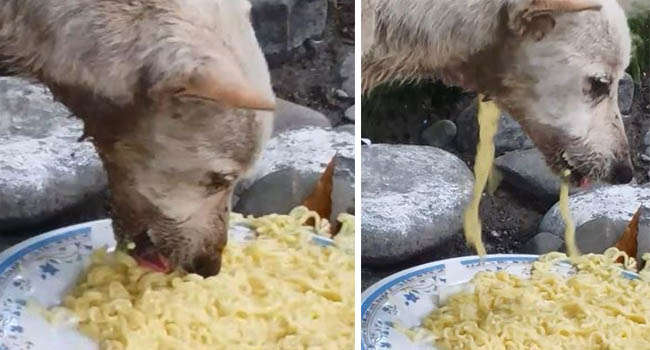 Chú chó ăn mỳ nhưng không bao giờ no bụng, cư dân mạng ứa nước mắt khi nhìn cổ họng nó
