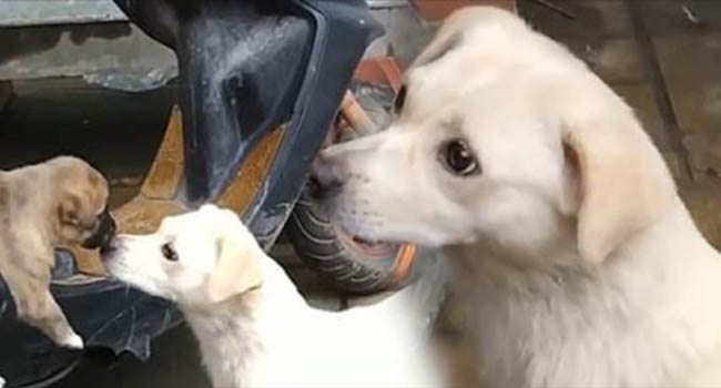 Đuổi theo hôn tạm biệt con, cô chó gây xúc động với cảnh chia ly đượm tình mẫu tử