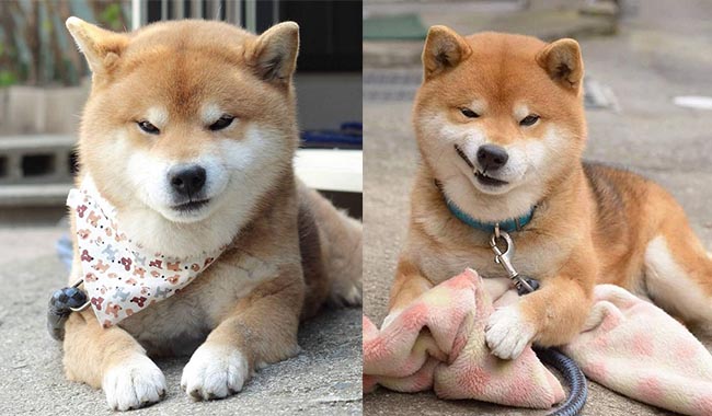 Gặp gỡ chú chó shiba có bộ mặt “gợi đòn” nhất quả đất