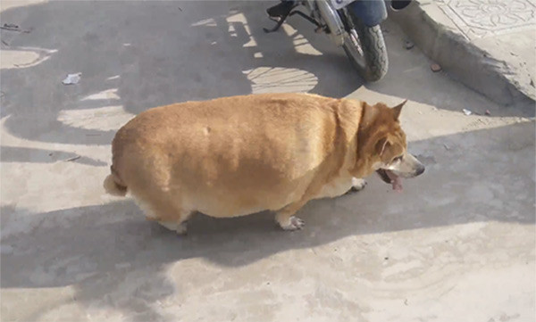 Còn ngày cuối cùng của năm chó chúng ta cùng ngắm nhìn những hình ảnh béo ú của thần thú năm nay nhé